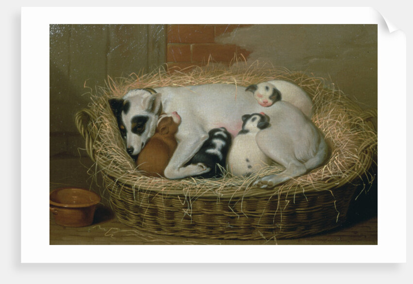 Bitch with her Puppies in a Wicker Basket by Samuel de Wilde