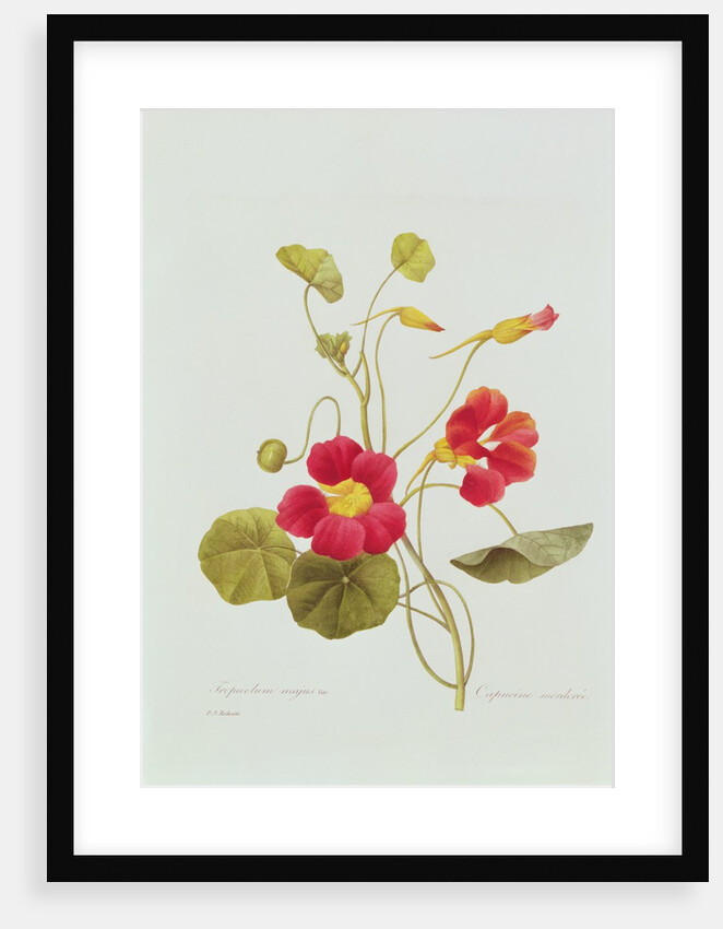 Nasturtium by Pierre Joseph Redouté
