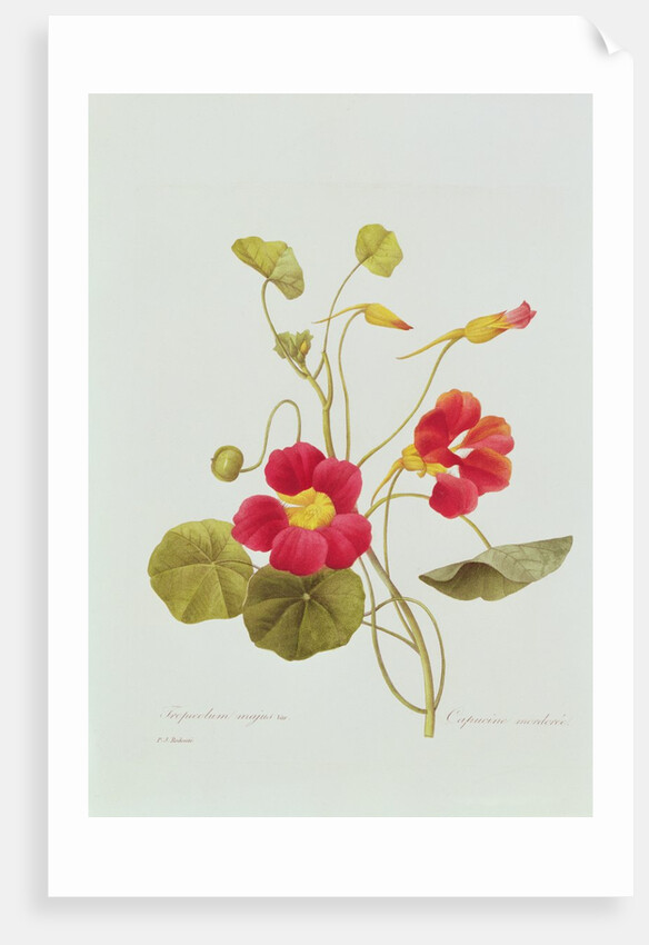 Nasturtium by Pierre Joseph Redouté