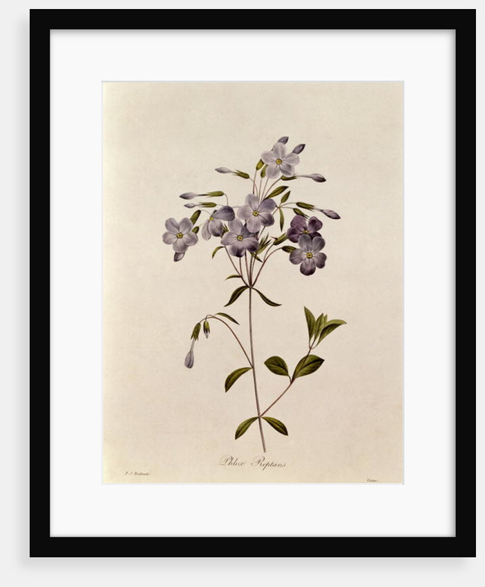 Phlox reptans by Pierre Joseph Redouté