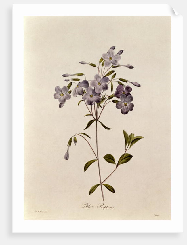 Phlox reptans by Pierre Joseph Redouté