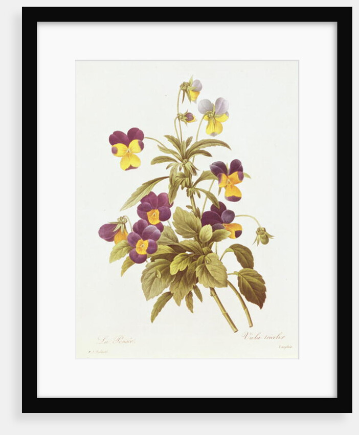 Viola Tricolour by Pierre Joseph Redouté