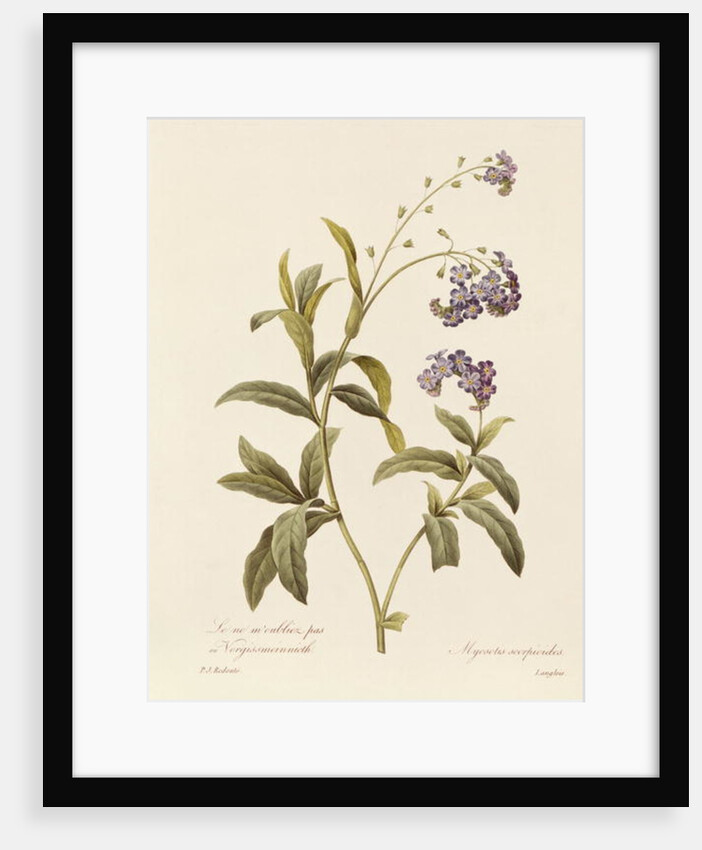 Forget-me-not by Pierre Joseph Redouté