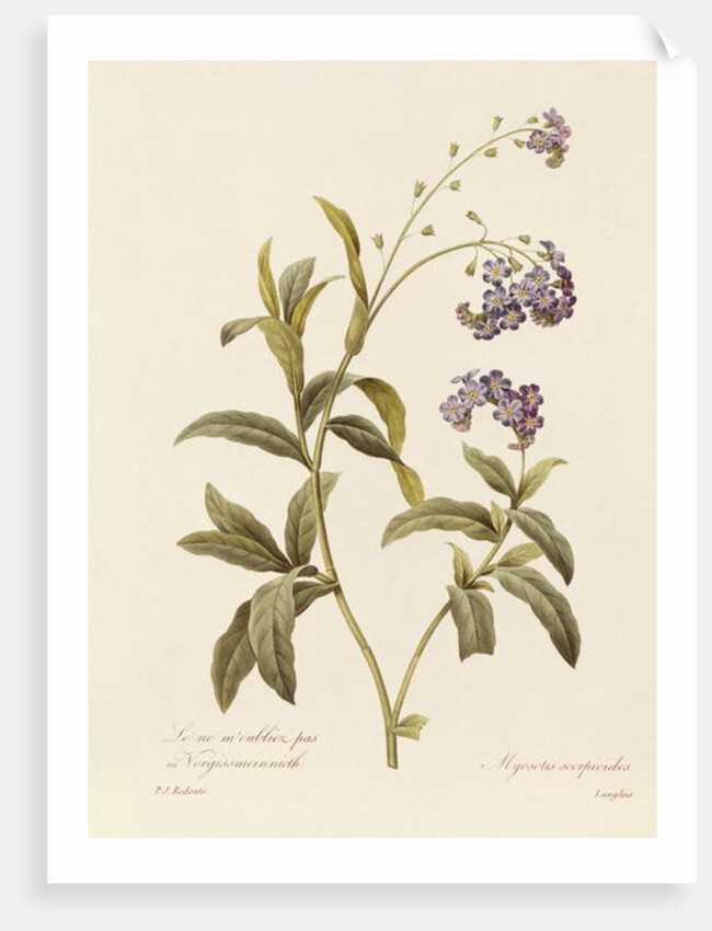 Forget-me-not by Pierre Joseph Redouté