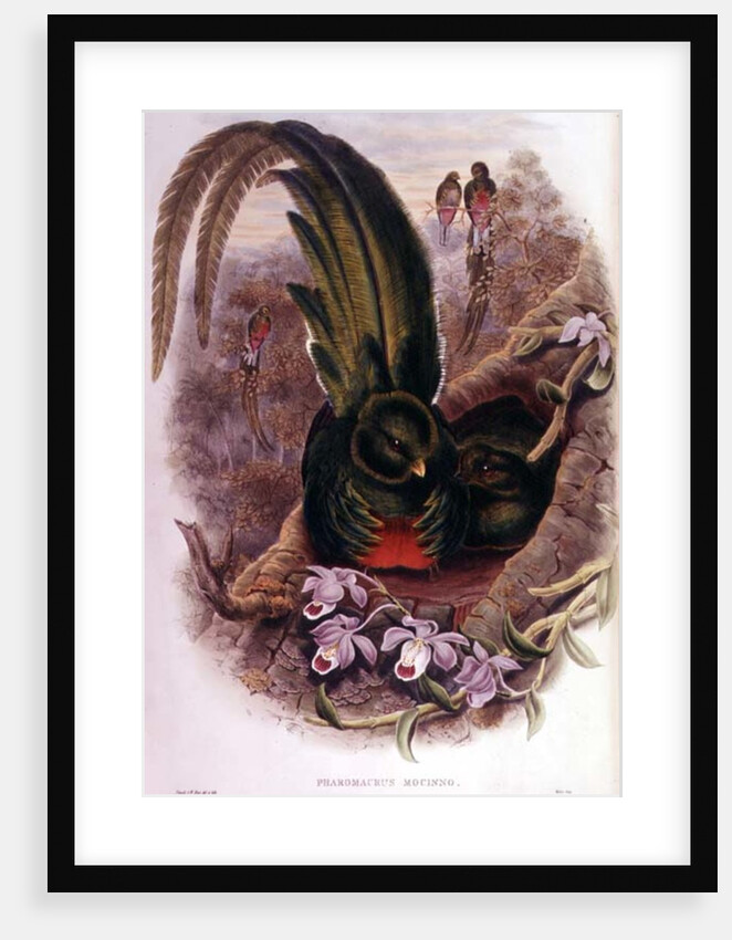 Pharomachrus Mocinno by John & Hart William Gould