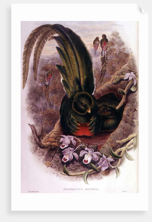 Pharomachrus Mocinno by John & Hart William Gould