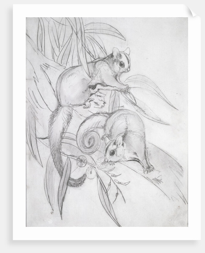 Gliding Possums by John Gould