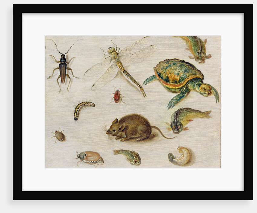 A Study of Insects, Sea Creatures and a Mouse by Jan the Younger Brueghel