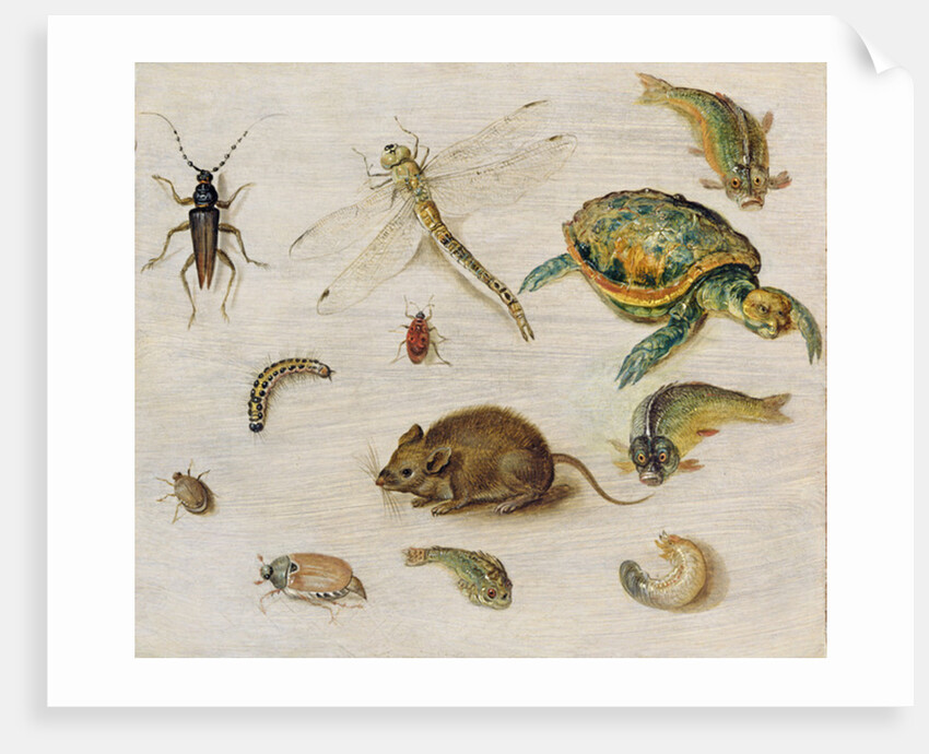 A Study of Insects, Sea Creatures and a Mouse by Jan the Younger Brueghel