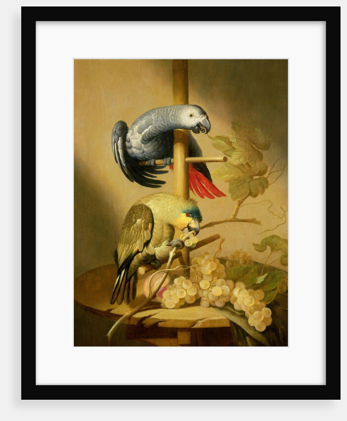 An African Grey and an Orange Winged Amazon Parrot on a Perch with Grapes by Jacob Fransz van der Merck