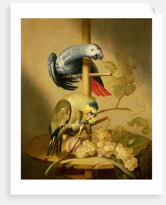 An African Grey and an Orange Winged Amazon Parrot on a Perch with Grapes by Jacob Fransz van der Merck