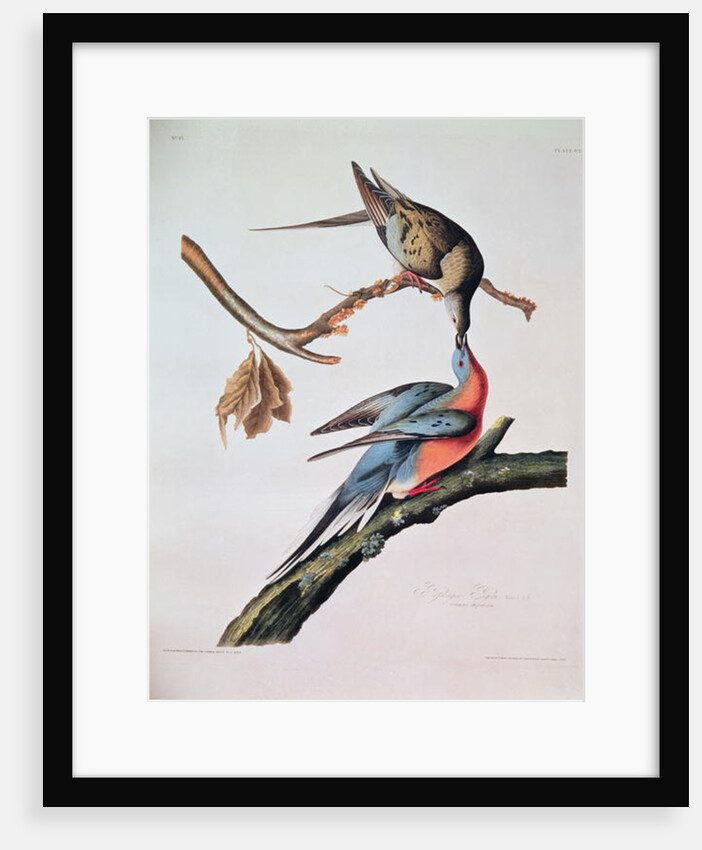 Passenger Pigeon by John James Audubon