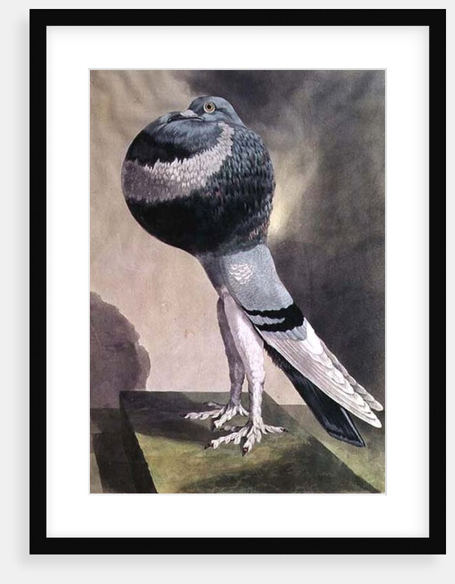 Portrait of Pouter Pigeon by D. Wolsenholme
