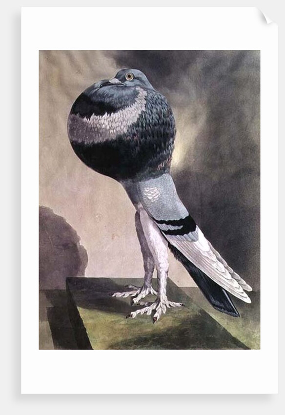 Portrait of Pouter Pigeon by D. Wolsenholme