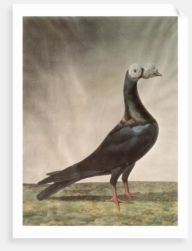 Portrait of a Carrier Pigeon by D. Wolsenholme