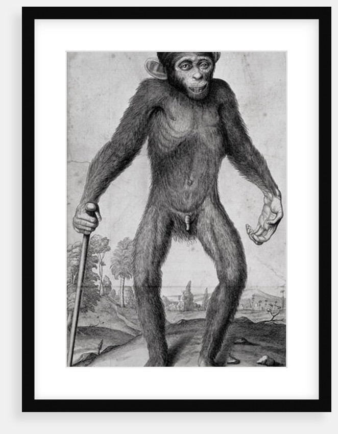 Chimpanzee, 1699 by Michael van der Gucht
