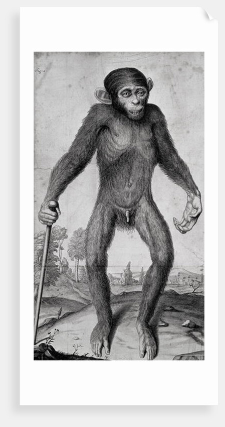 Chimpanzee, 1699 by Michael van der Gucht