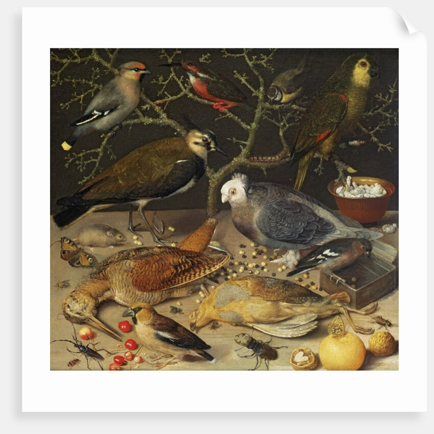 Still Life of Birds and Insects, 1637 by Georg Flegel