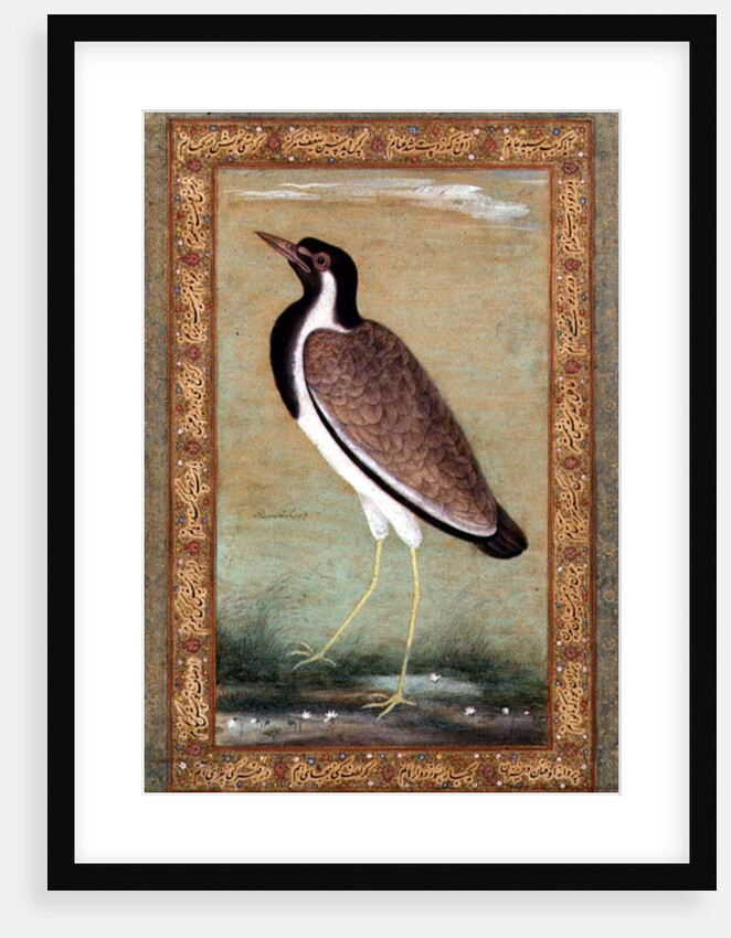 Indian lapwing, c.1800 by Mansur