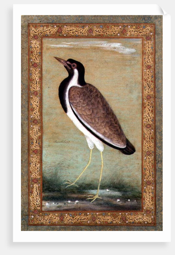 Indian lapwing, c.1800 by Mansur