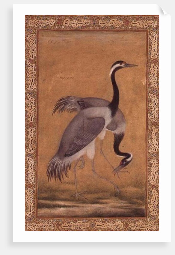 Cranes by Mansur, Jahangir Period, Mughal, 1775 by Indian School