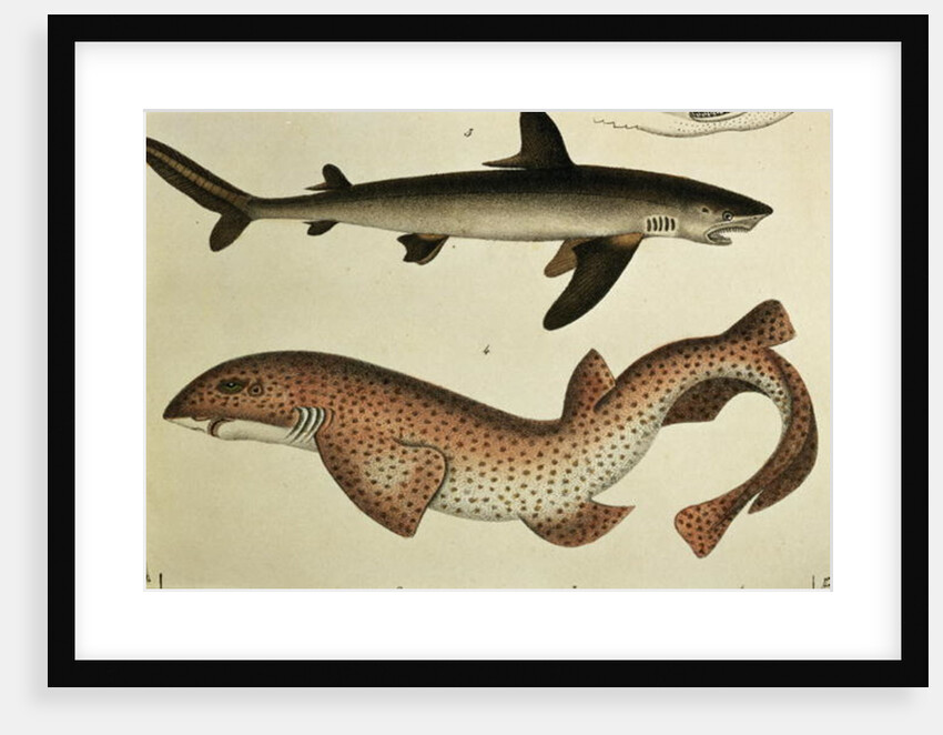 Lesser Spotted Dogfish, Pl.93 from 'Naturgeschichte und Abbildung der Fische' by H.R. Schinz, 1836 by German School
