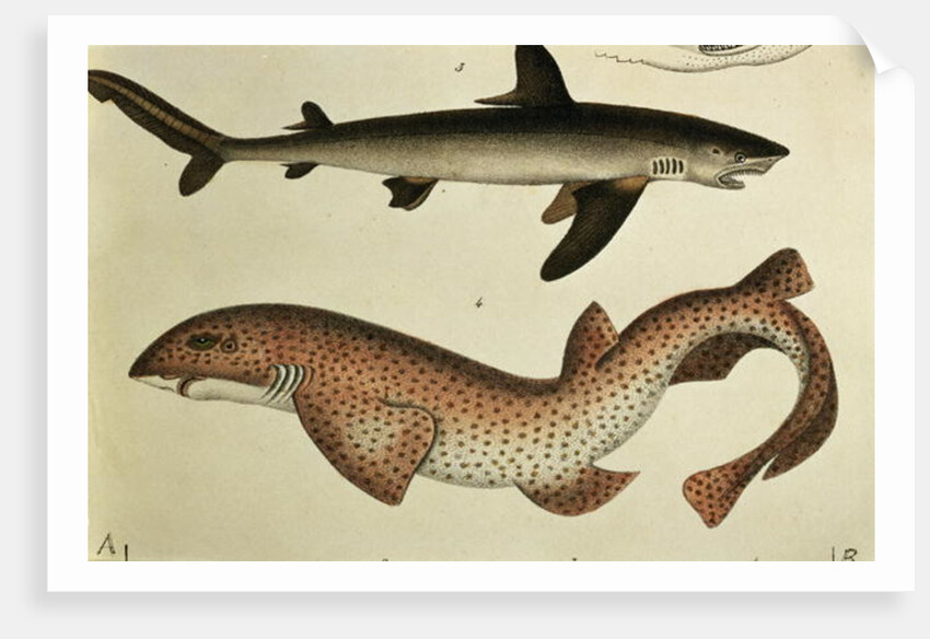 Lesser Spotted Dogfish, Pl.93 from 'Naturgeschichte und Abbildung der Fische' by H.R. Schinz, 1836 by German School