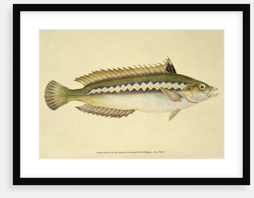 Rainbow Wrasse, Pl.96 from 'The Natural History of British Fishes', pub. by E. Donovan and F.C. & J. Rivington, 1806 by Anonymous