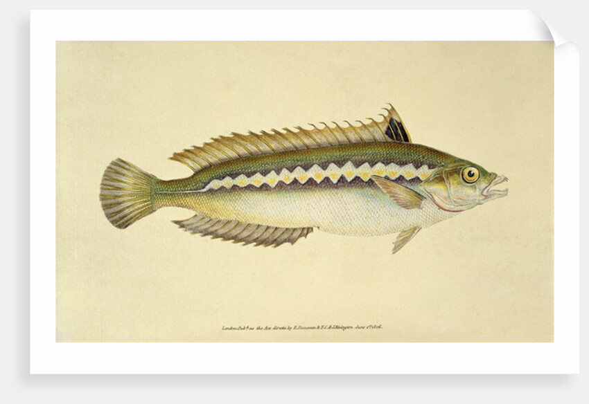 Rainbow Wrasse, Pl.96 from 'The Natural History of British Fishes', pub. by E. Donovan and F.C. & J. Rivington, 1806 by Anonymous