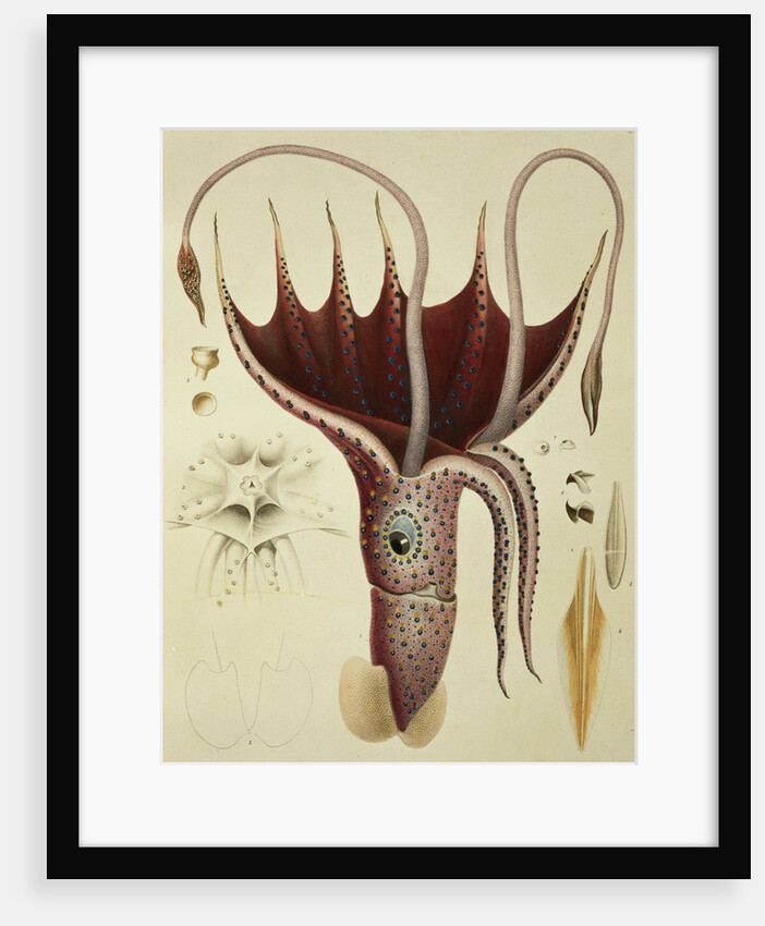 Squid, Pl.2 from 'Histoire Naturelle Generale et Particuliere des Cephalopodes Acetabuliferes', pub. by Ferussac & D'Orbigny, Paris, 1835-48, by Antoine Chazal (after)