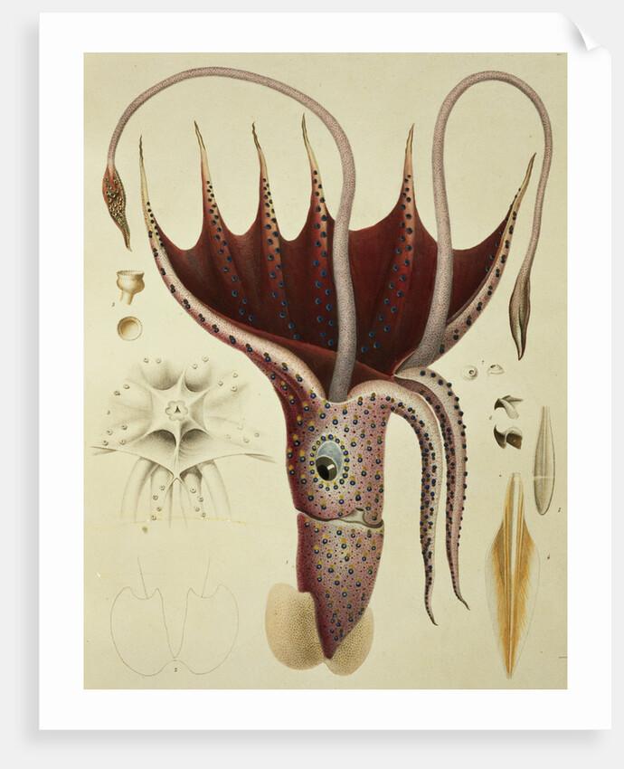 Squid, Pl.2 from 'Histoire Naturelle Generale et Particuliere des Cephalopodes Acetabuliferes', pub. by Ferussac & D'Orbigny, Paris, 1835-48, by Antoine Chazal (after)