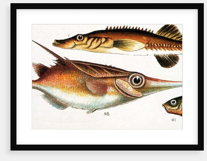 Trumpet Fish by Anonymous