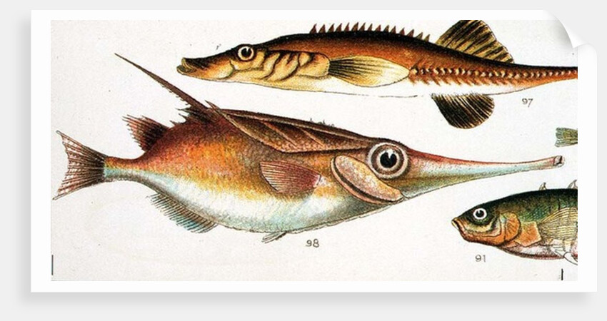 Trumpet Fish by Anonymous