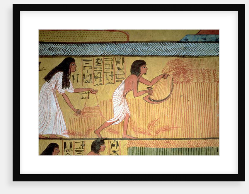 Detail of a harvest scene on the East Wall by Egyptian 19th Dynasty