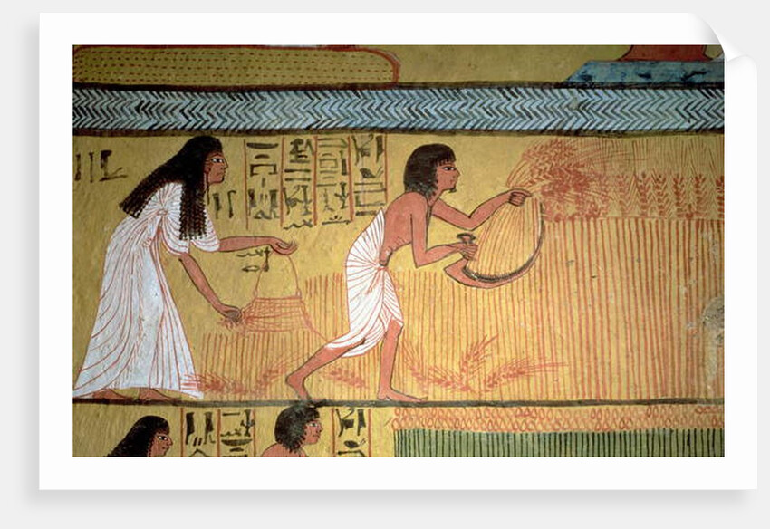 Detail of a harvest scene on the East Wall by Egyptian 19th Dynasty