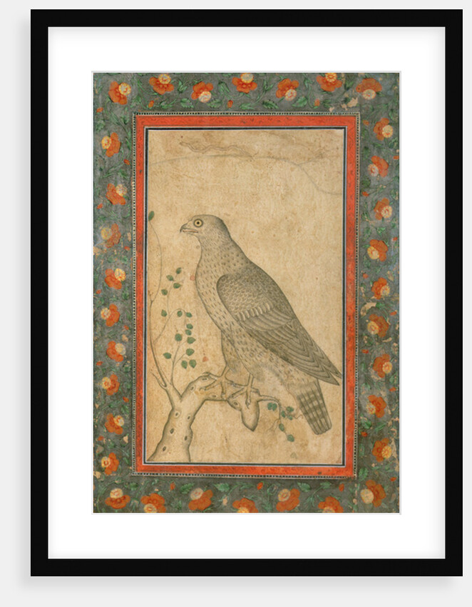 Falcon perched on a leafy stump, c.1650 by Mughal School