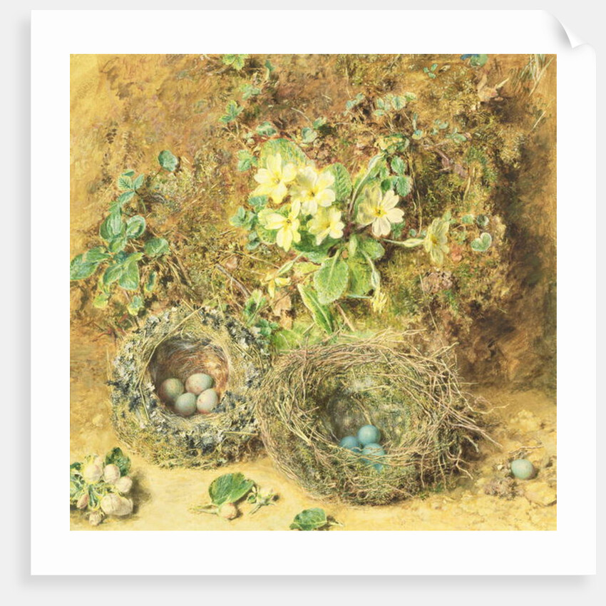 Primroses and Birds' Nests by William Henry Hunt