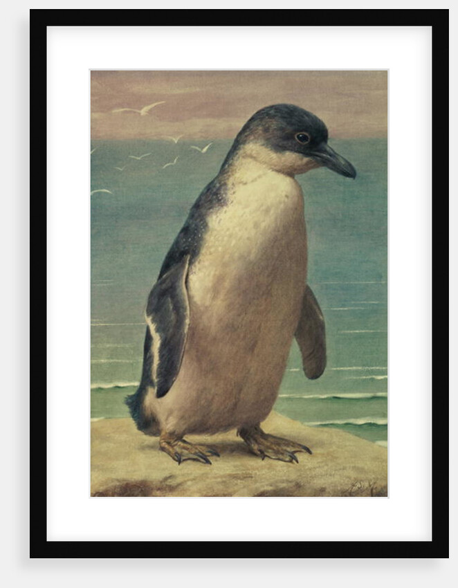 Study of a Penguin by Henry Stacy Marks