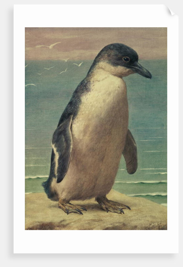 Study of a Penguin by Henry Stacy Marks