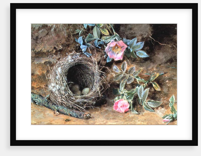 Wild Roses and Birds' Nests by William Henry Hunt