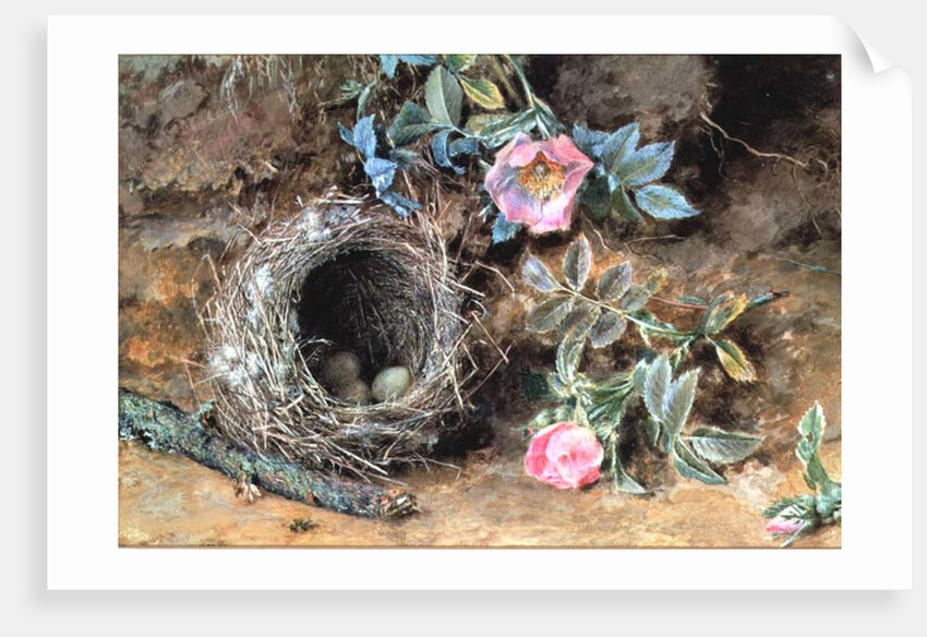 Wild Roses and Birds' Nests by William Henry Hunt