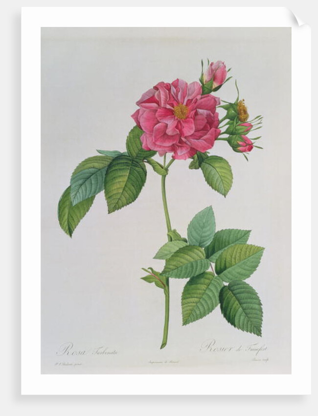 Rosa Turbinata by Pierre Joseph Redouté