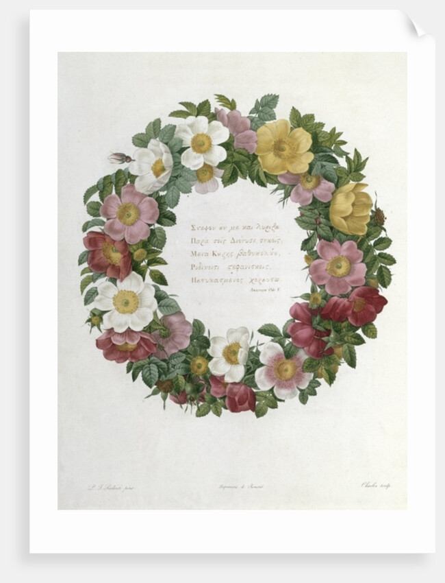 Christmas Roses by Pierre Joseph Redouté