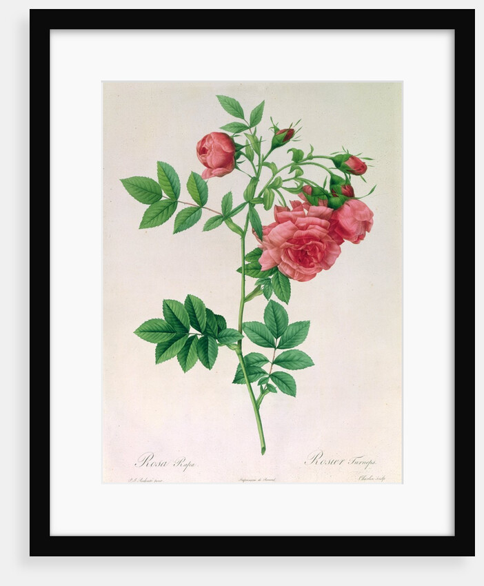 Rosa Rapa by Pierre Joseph Redouté
