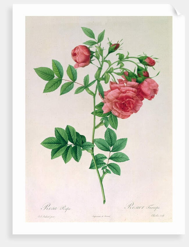 Rosa Rapa by Pierre Joseph Redouté