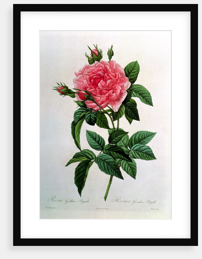 Rosa Gallica Regallis by Pierre Joseph Redouté