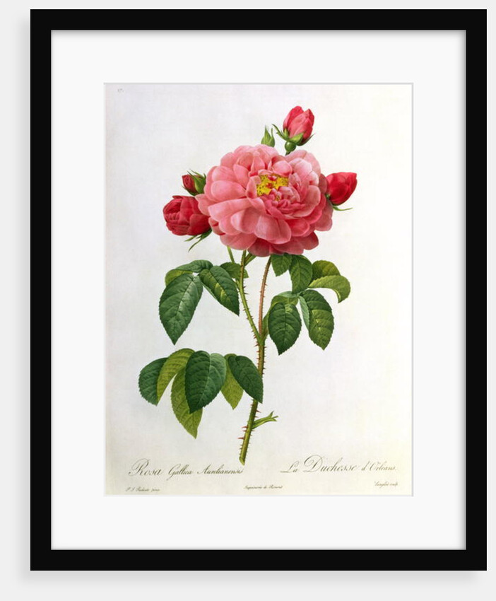Rosa Gallica Aurelianensis by Pierre Joseph Redoute