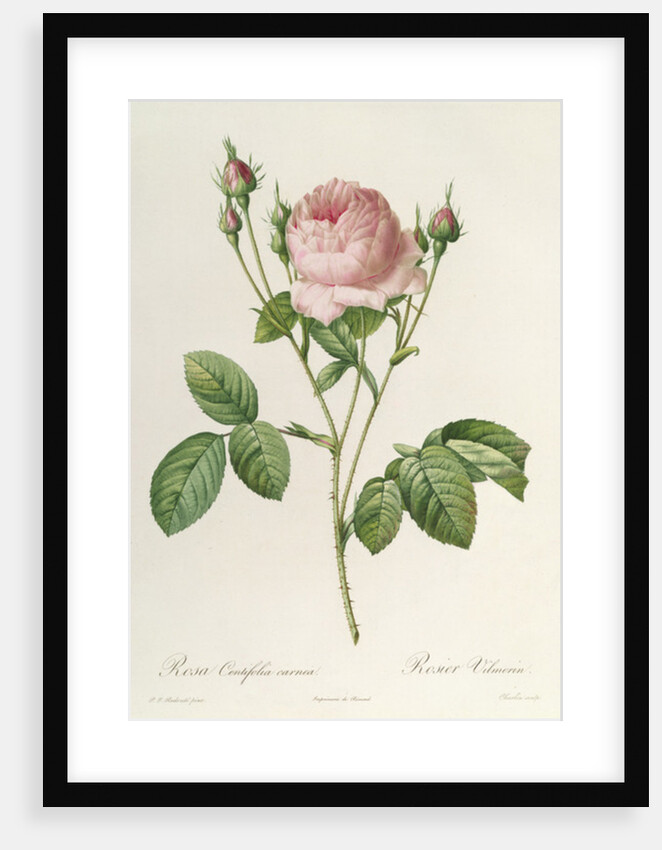 Rosa Centifolia Carnea, from'Les Roses', 19th century by Pierre Joseph Redouté