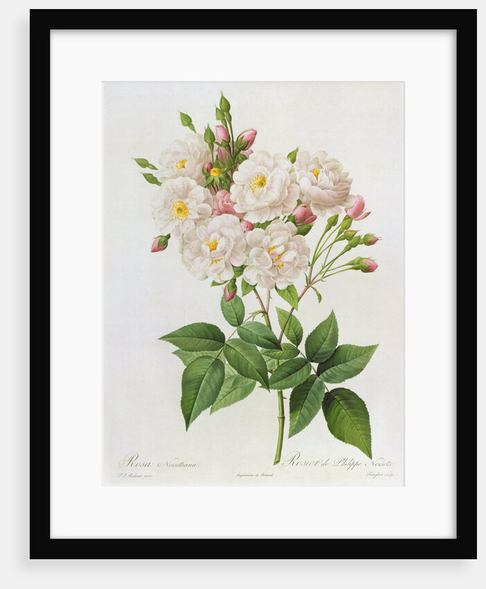 Rosa Noisettiana by Pierre Joseph Redoute