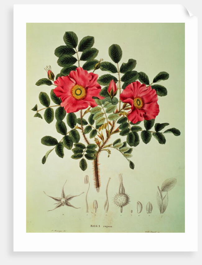 Rosa rugosa by Joseph Gerhard Zuccarini